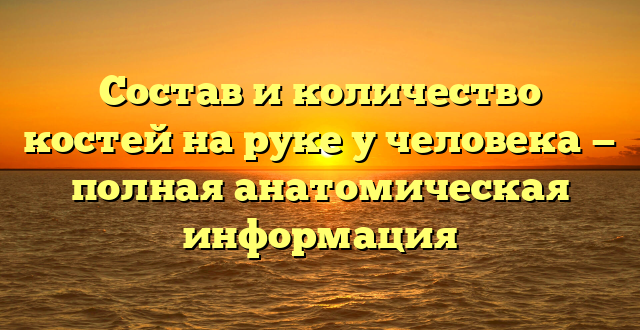 Состав и количество костей на руке у человека — полная анатомическая информация