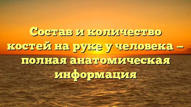 Состав и количество костей на руке у человека — полная анатомическая информация