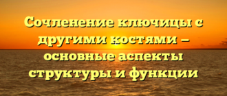 Сочленение ключицы с другими костями — основные аспекты структуры и функции