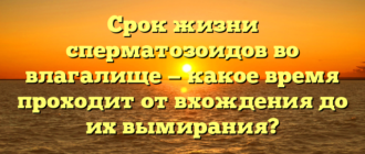 Срок жизни сперматозоидов во влагалище — какое время проходит от вхождения до их вымирания?