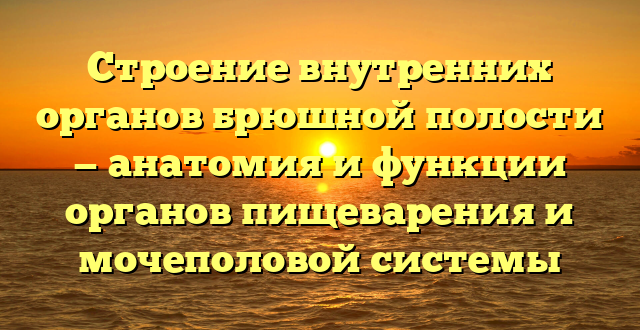 Строение внутренних органов брюшной полости — анатомия и функции органов пищеварения и мочеполовой системы