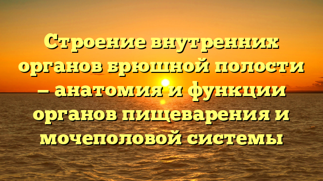 Строение внутренних органов брюшной полости — анатомия и функции органов пищеварения и мочеполовой системы