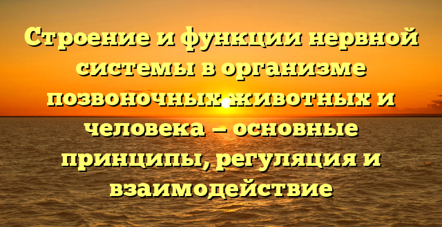 Строение и функции нервной системы в организме позвоночных животных и человека — основные принципы, регуляция и взаимодействие