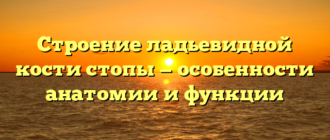 Строение ладьевидной кости стопы — особенности анатомии и функции