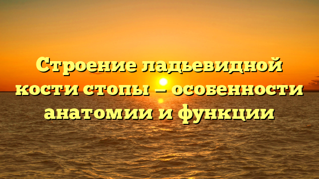 Строение ладьевидной кости стопы — особенности анатомии и функции