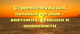 Строение мужских половых органов — анатомия, функции и особенности