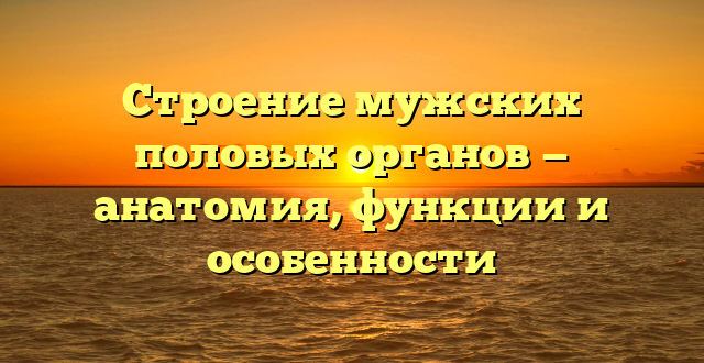 Строение мужских половых органов — анатомия, функции и особенности