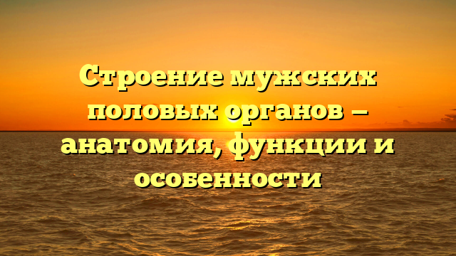 Строение мужских половых органов — анатомия, функции и особенности