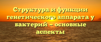 Структура и функции генетического аппарата у бактерий — основные аспекты