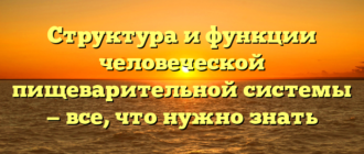 Структура и функции человеческой пищеварительной системы — все, что нужно знать