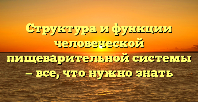 Структура и функции человеческой пищеварительной системы — все, что нужно знать