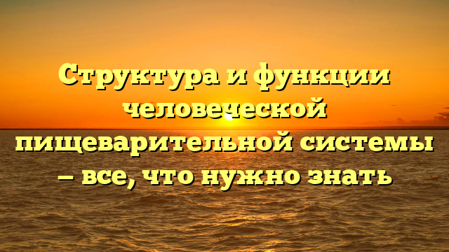 Структура и функции человеческой пищеварительной системы — все, что нужно знать