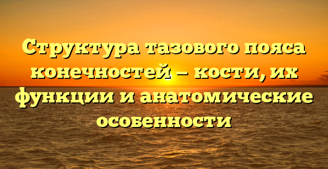 Структура тазового пояса конечностей — кости, их функции и анатомические особенности