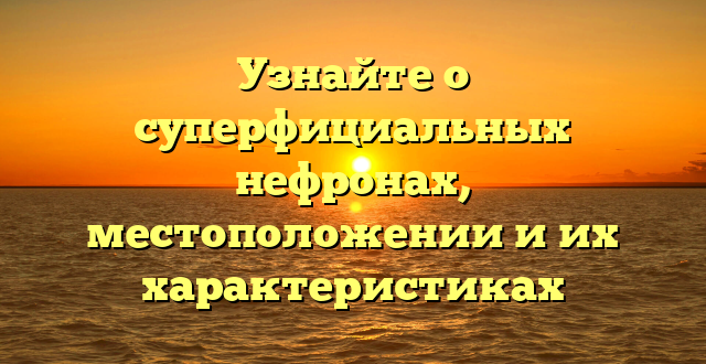 Узнайте о суперфициальных нефронах, местоположении и их характеристиках