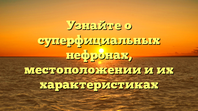 Узнайте о суперфициальных нефронах, местоположении и их характеристиках