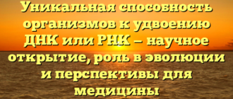 Уникальная способность организмов к удвоению ДНК или РНК — научное открытие, роль в эволюции и перспективы для медицины