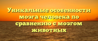 Уникальные особенности мозга человека по сравнению с мозгом животных