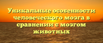 Уникальные особенности человеческого мозга в сравнении с мозгом животных