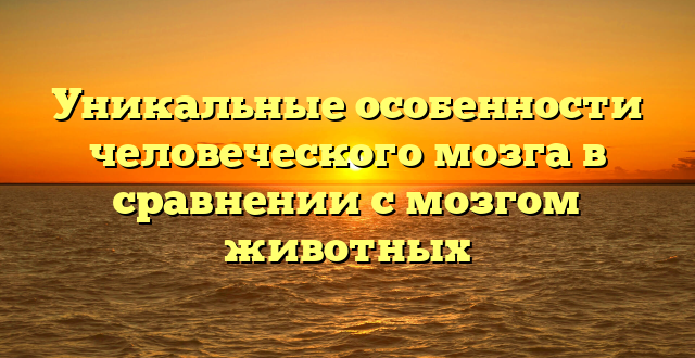 Уникальные особенности человеческого мозга в сравнении с мозгом животных