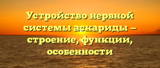 Устройство нервной системы аскариды — строение, функции, особенности