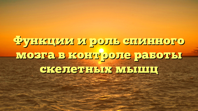 Функции и роль спинного мозга в контроле работы скелетных мышц