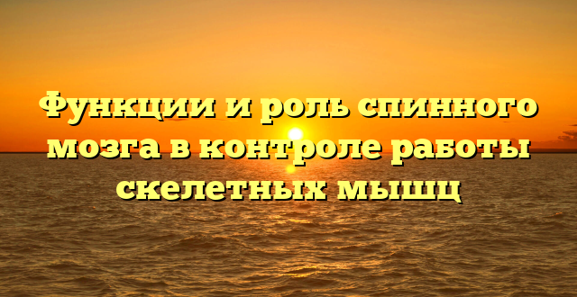 Функции и роль спинного мозга в контроле работы скелетных мышц