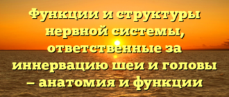 Функции и структуры нервной системы, ответственные за иннервацию шеи и головы — анатомия и функции