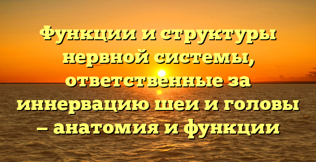 Функции и структуры нервной системы, ответственные за иннервацию шеи и головы — анатомия и функции