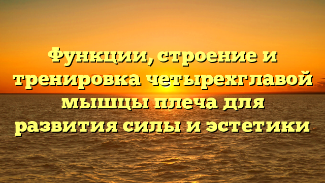 Функции, строение и тренировка четырехглавой мышцы плеча для развития силы и эстетики