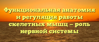 Функциональная анатомия и регуляция работы скелетных мышц — роль нервной системы