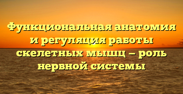 Функциональная анатомия и регуляция работы скелетных мышц — роль нервной системы