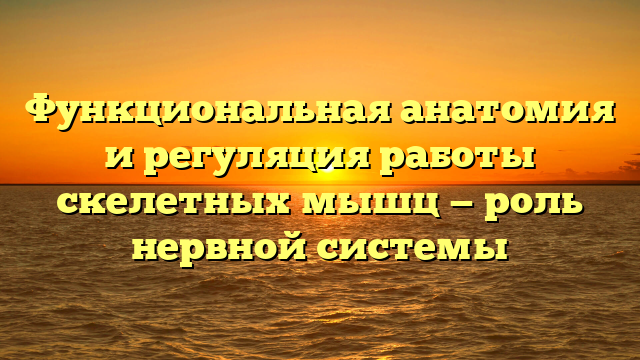 Функциональная анатомия и регуляция работы скелетных мышц — роль нервной системы