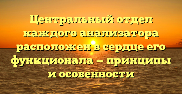 Центральный отдел каждого анализатора расположен в сердце его функционала — принципы и особенности