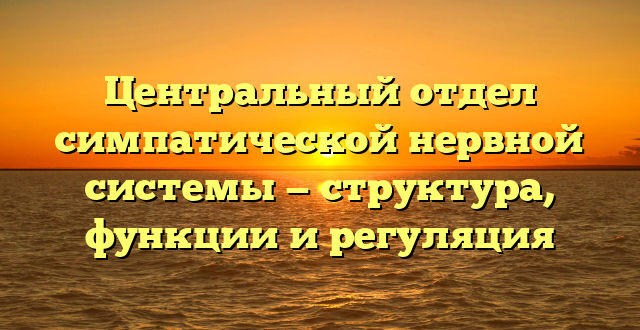 Центральный отдел симпатической нервной системы — структура, функции и регуляция