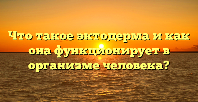 Что такое эктодерма и как она функционирует в организме человека?