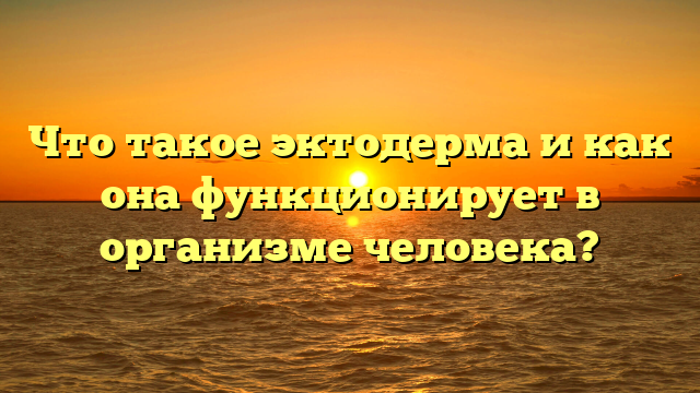 Что такое эктодерма и как она функционирует в организме человека?