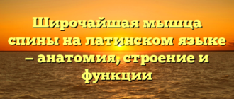 Широчайшая мышца спины на латинском языке — анатомия, строение и функции