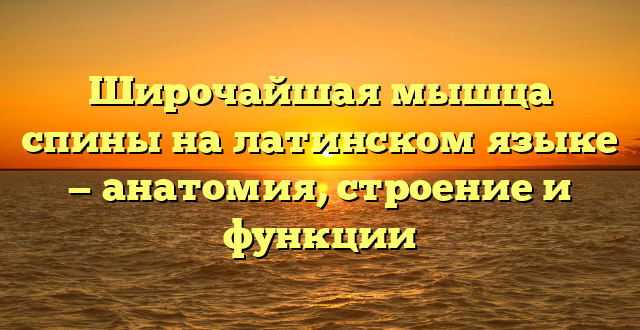 Широчайшая мышца спины на латинском языке — анатомия, строение и функции