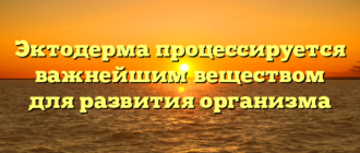 Эктодерма процессируется важнейшим веществом для развития организма