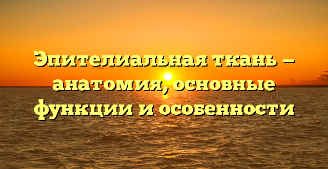 Эпителиальная ткань — анатомия, основные функции и особенности