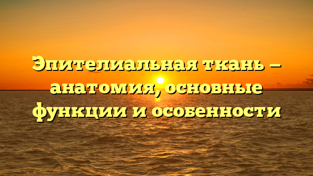 Эпителиальная ткань — анатомия, основные функции и особенности